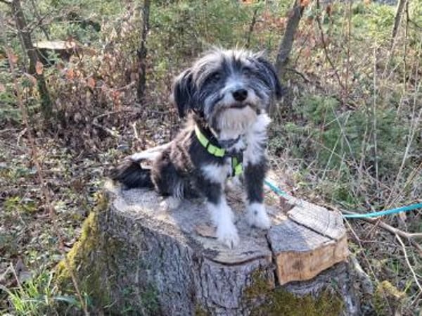 BOARU, kleiner Charmeur sucht
