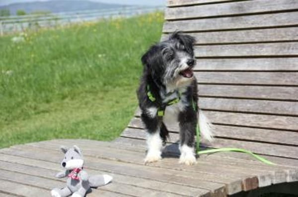 BOARU, kleiner Charmeur sucht