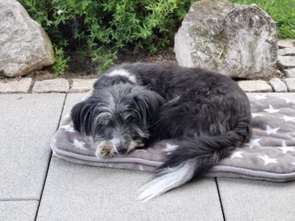BOARU, kleiner Charmeur sucht