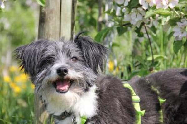 BOARU, kleiner Charmeur sucht