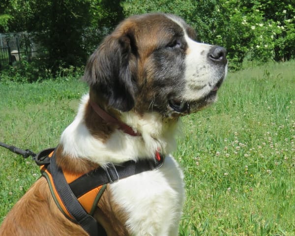 MISSIE
