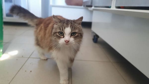 Minou