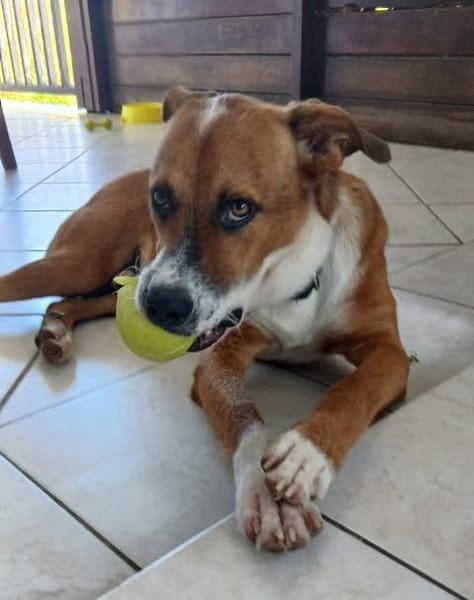 ALOKA le beau gosse créole