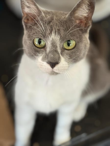 ELISA