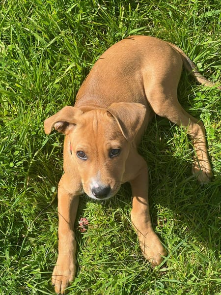 Miko, mâle, X Berger, né le 10/12/2025🐶