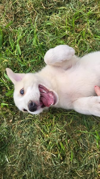 hiro