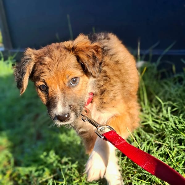 ✨️ LAÏKA ✨️ 🐶
