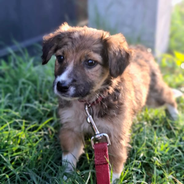 ✨️ LAÏKA ✨️ 🐶
