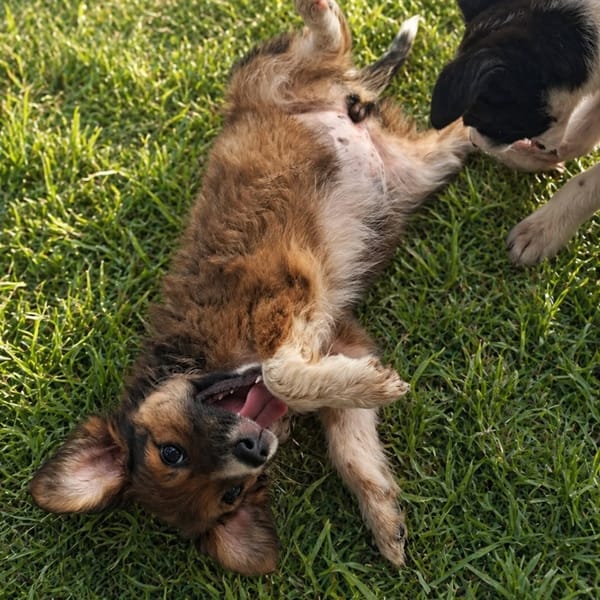 ✨️ LAÏKA ✨️ 🐶