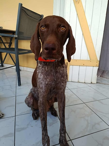 Kiara, une adorable compagne