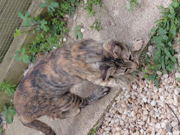 KIWI jeune chatte