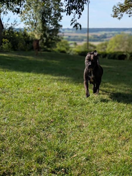 PATY, une créole douce calme et câline