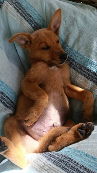 MILO le beau gosse
