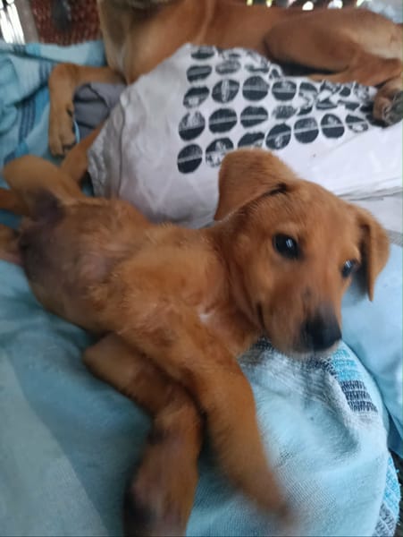 MILO le beau gosse