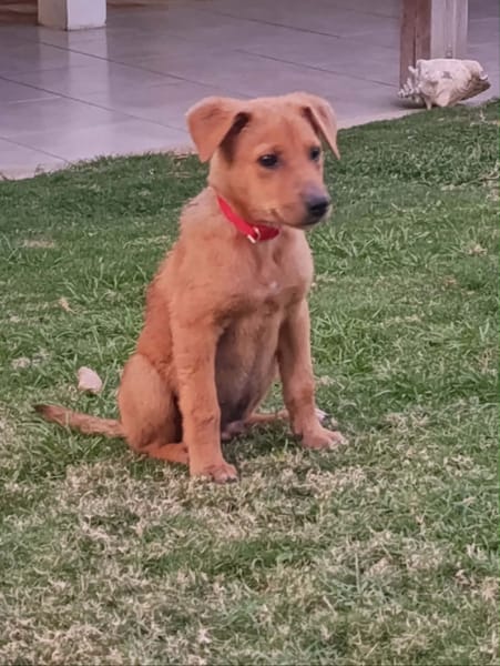 MILO le beau gosse