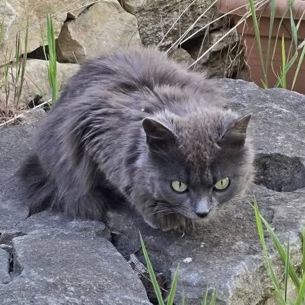Diva