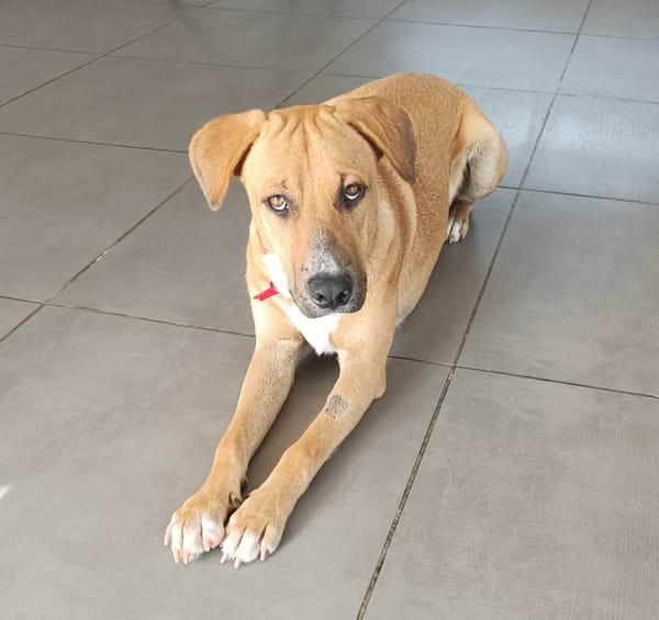 ATCHI,  Mâle junior Berger Créole