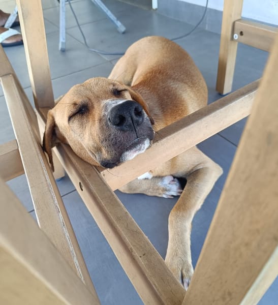 ATCHI,  Mâle junior Berger Créole