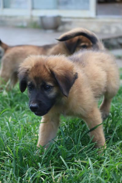 BISSAP, Chiot mâle Berger Créole