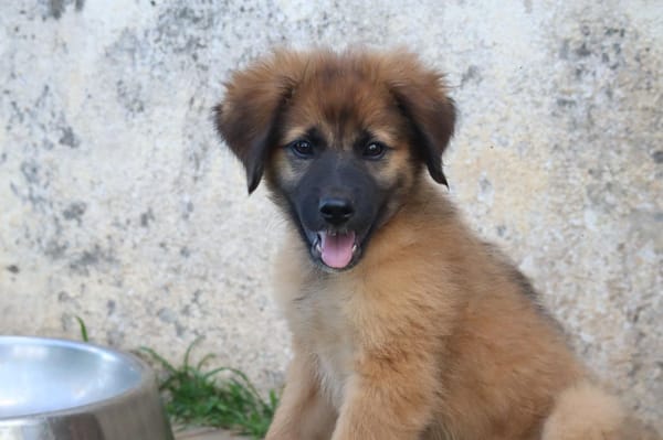 BISSAP, Chiot mâle Berger Créole