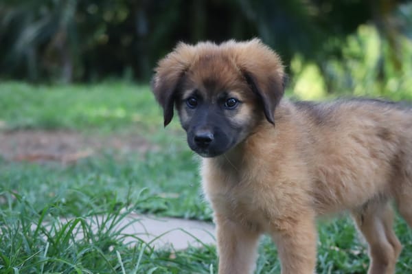 BISSAP, Chiot mâle Berger Créole