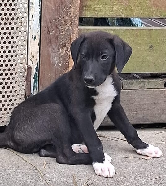 PORTOS, berger créole mâle junior💙