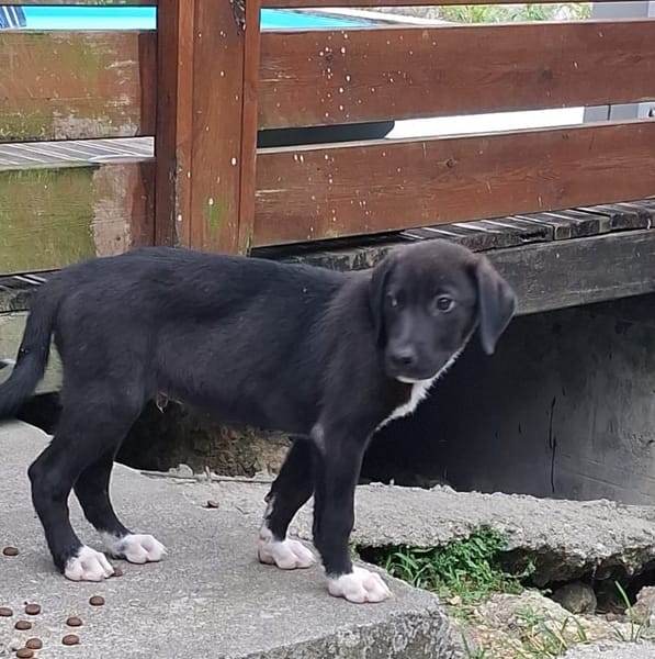 PORTOS, berger créole mâle junior💙