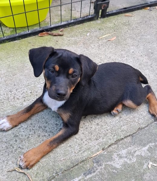 RIGA, Chiot femelle Berger Créole