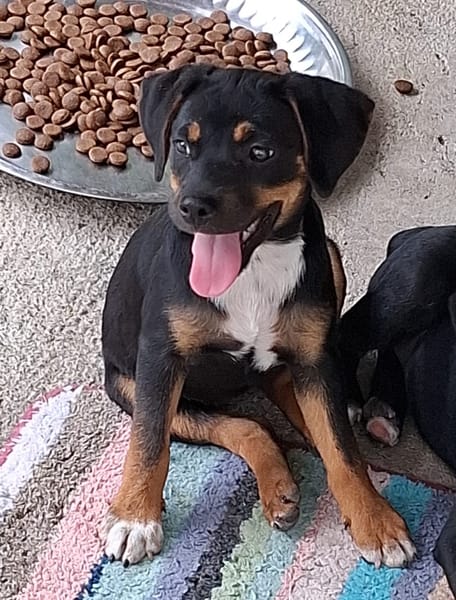 RIGA, Chiot femelle Berger Créole