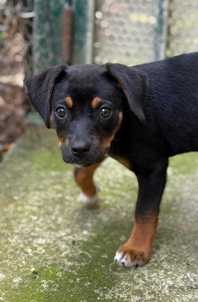 RIGA, Chiot femelle Berger Créole