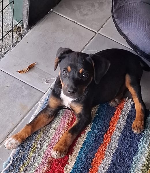 RIGA, Chiot femelle Berger Créole
