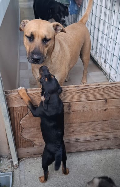 RIGA, Chiot femelle Berger Créole