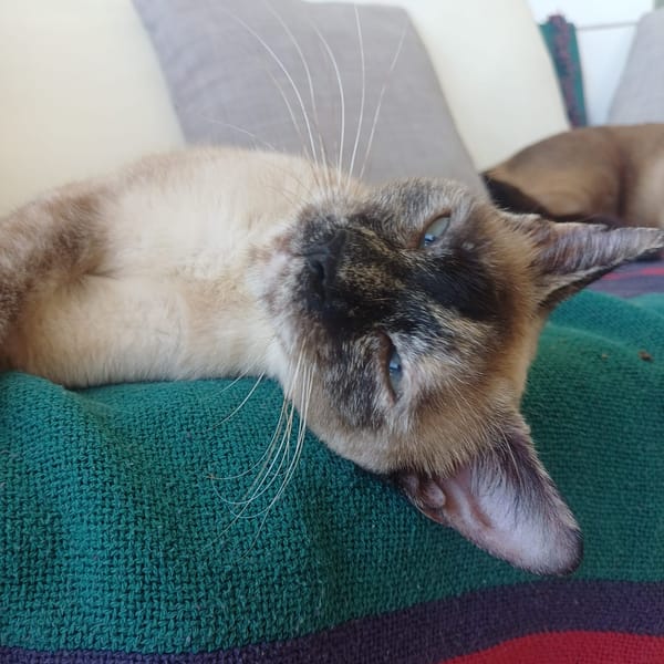 SIAM, chatte junior, croisée siamoise
