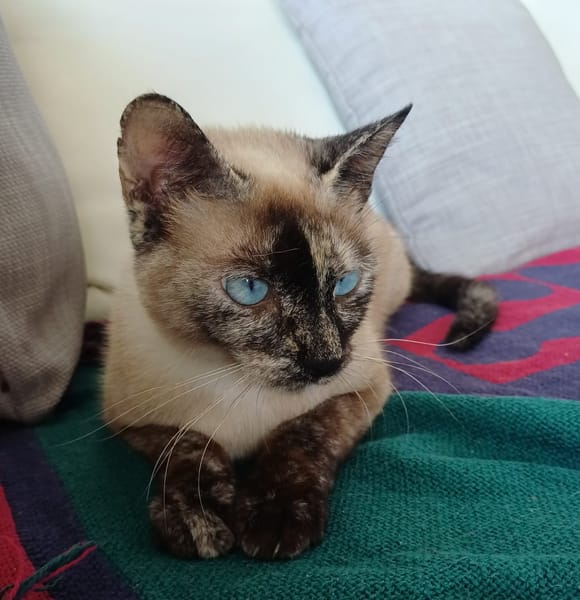 SIAM, chatte junior, croisée siamoise