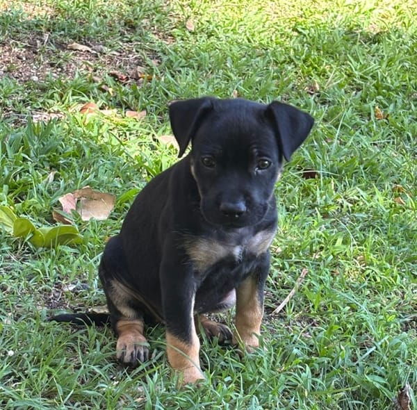 THALIE, chiot femelle Berger Créole