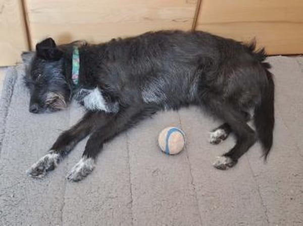 Ruby - lieb und freundlich