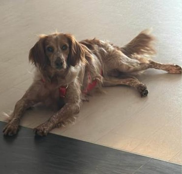 Hilde Mix Hündin 3 Jahre alt in 74831