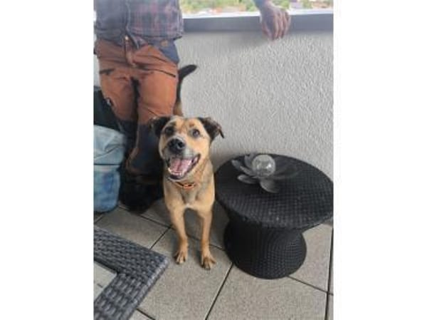 Cody - wartet in 97258 Oberickelsheim