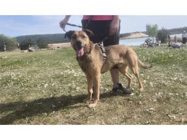Cody - wartet in 97258 Oberickelsheim