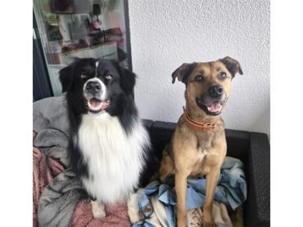 Cody - wartet in 97258 Oberickelsheim
