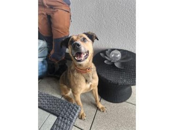 Cody - wartet in 97258 Oberickelsheim