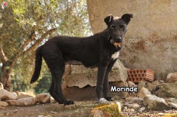 Morinde