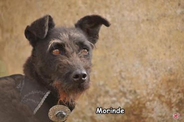 Morinde