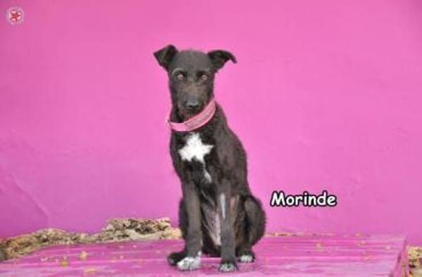 Morinde