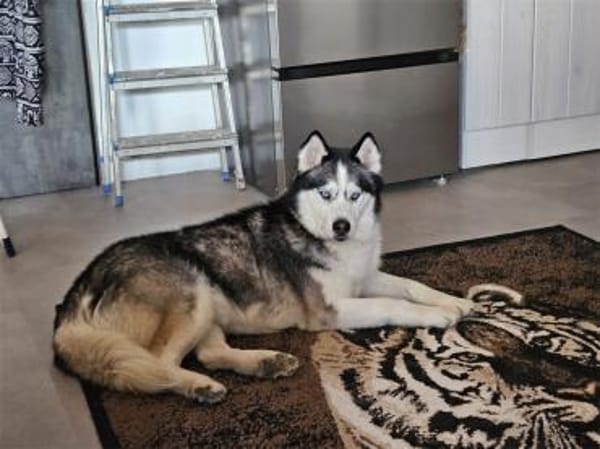 Sasha - wartet in 93176 Bratzhausen