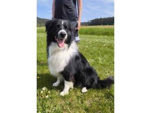 Cosmo - wartet in 97258 Oberickelsheim