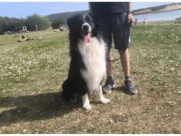 Cosmo - wartet in 97258 Oberickelsheim