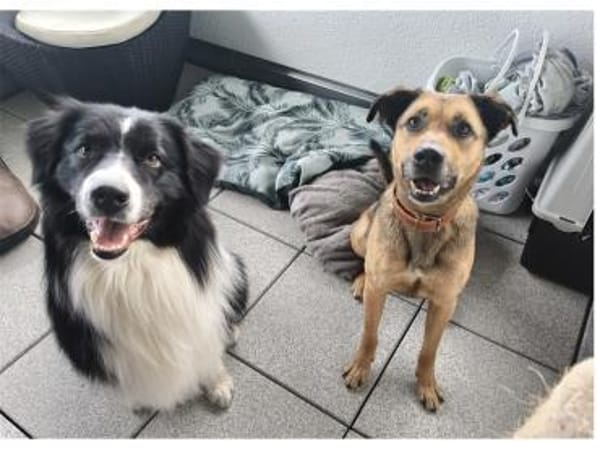 Cosmo - wartet in 97258 Oberickelsheim