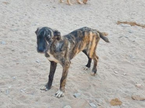 Nano sucht passende Familie