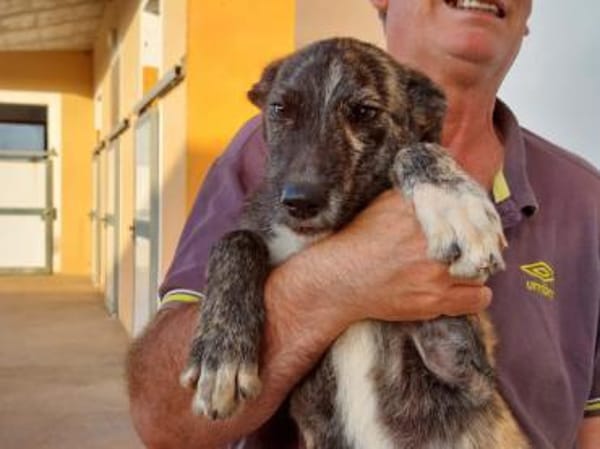 Nano sucht passende Familie
